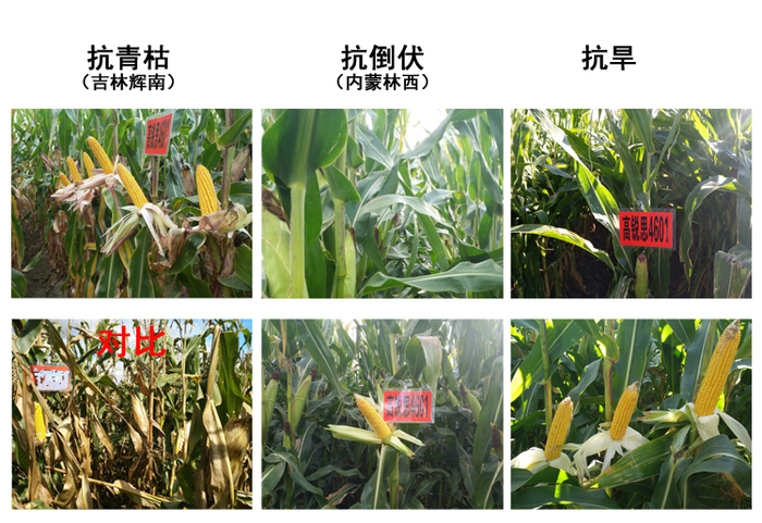 抗性佳.jpg
