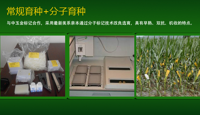 常規+分子.jpg