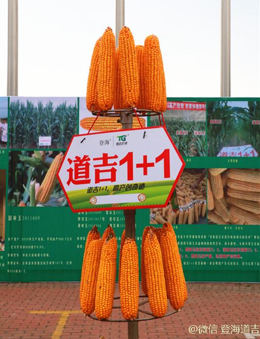 登海道吉371玉米种图片