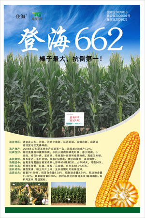 登海道吉371玉米种图片
